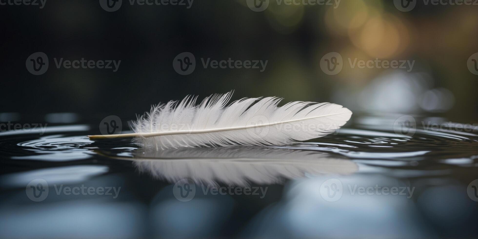 A white feather floating on the surface of a pond. photo