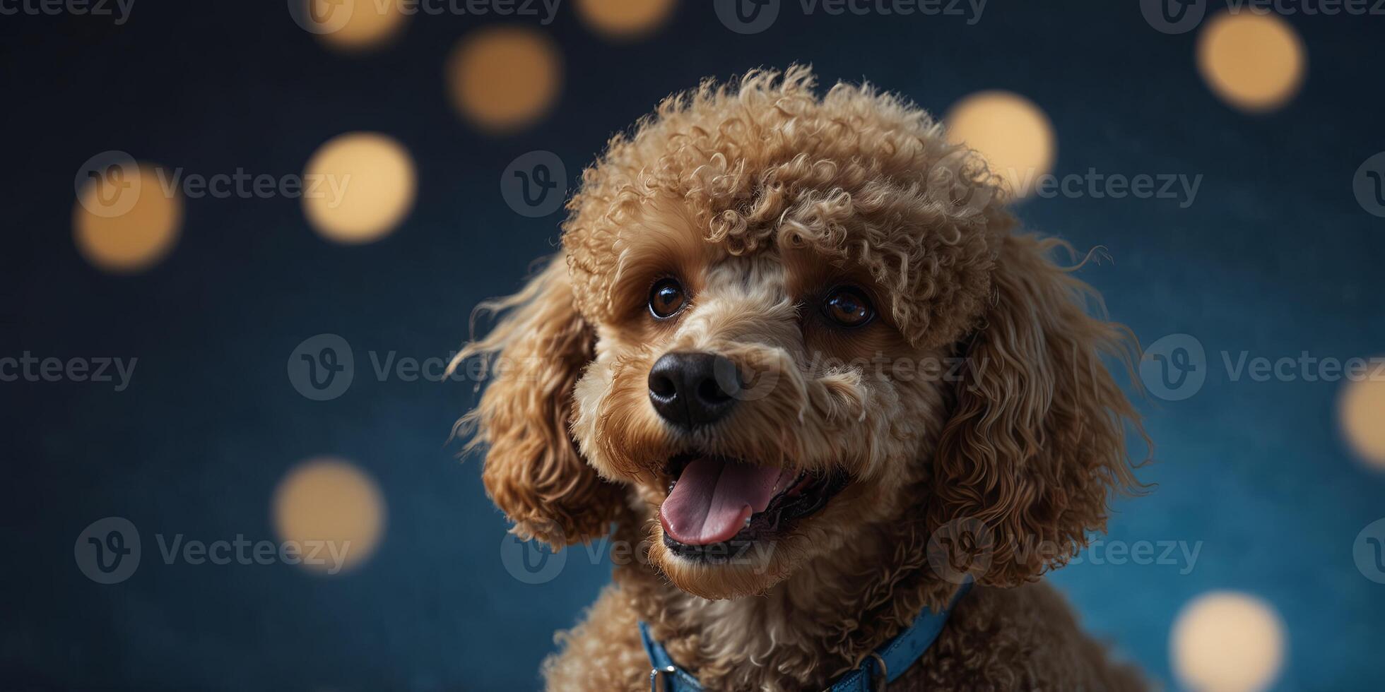 A close up of a smiling poodle with a blue background. photo