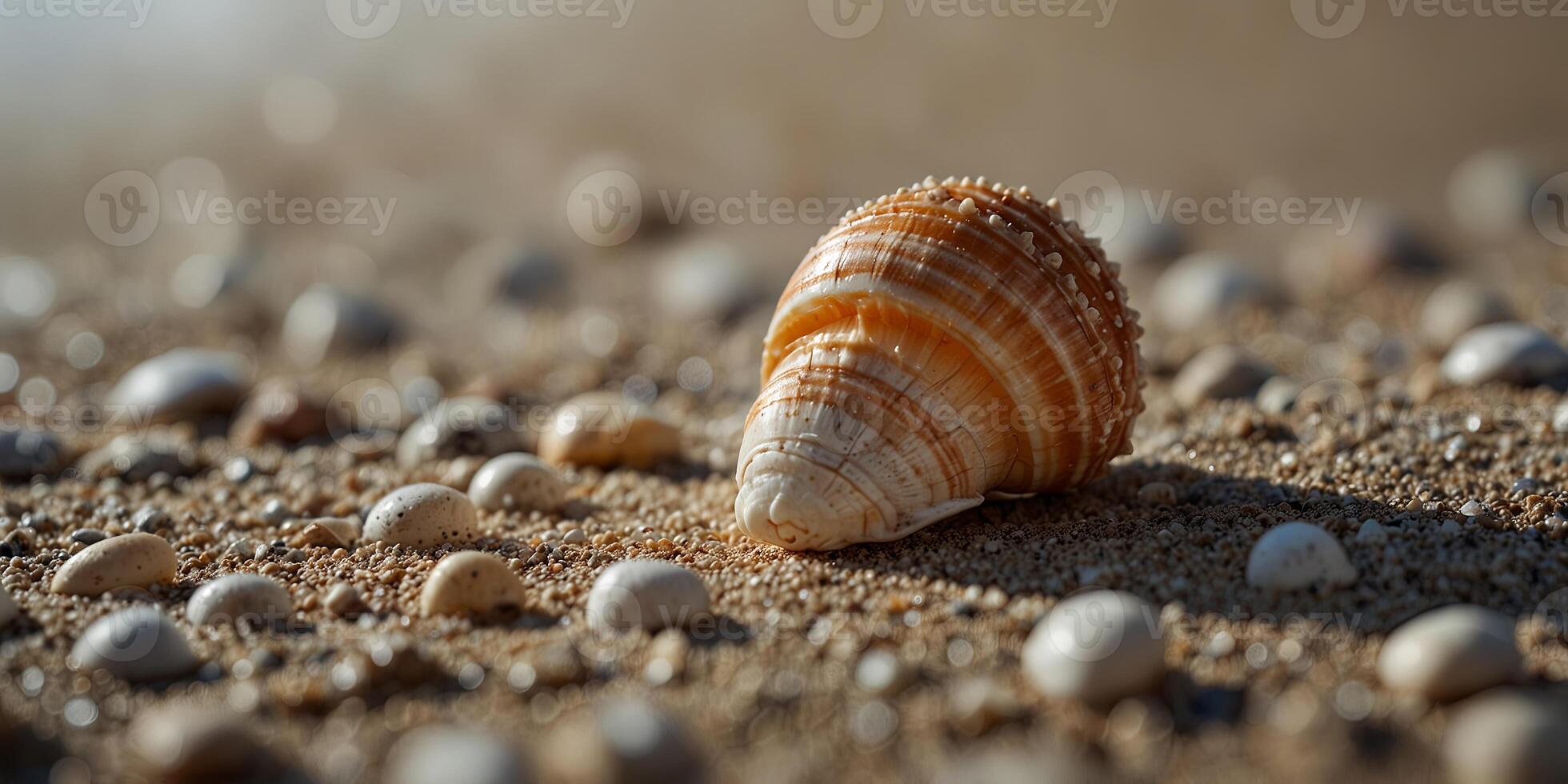 Tiny seashell found within bigger seashell. photo