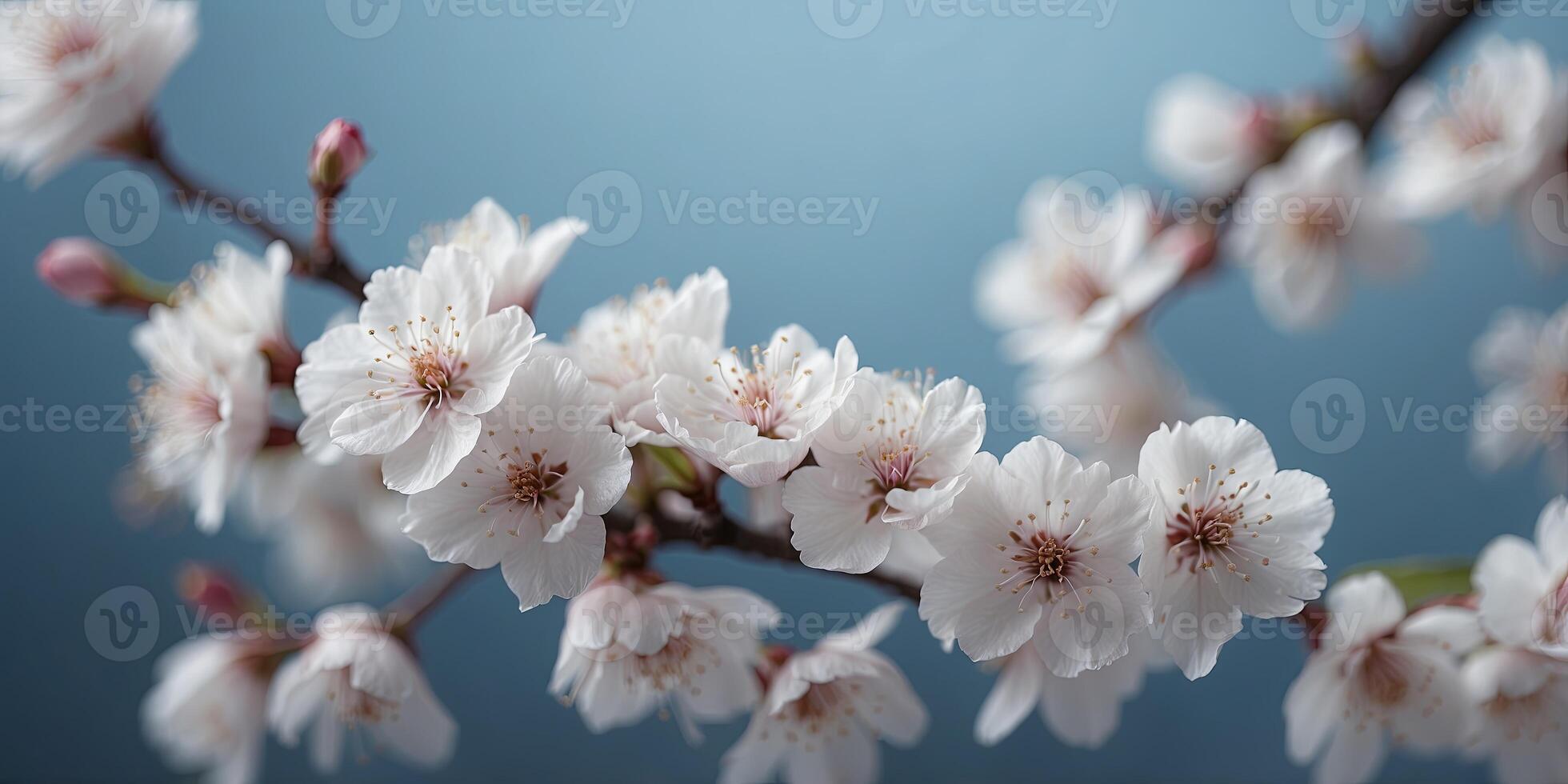 Delicate white and pink cherry blossoms frame the edges of a blue background. photo