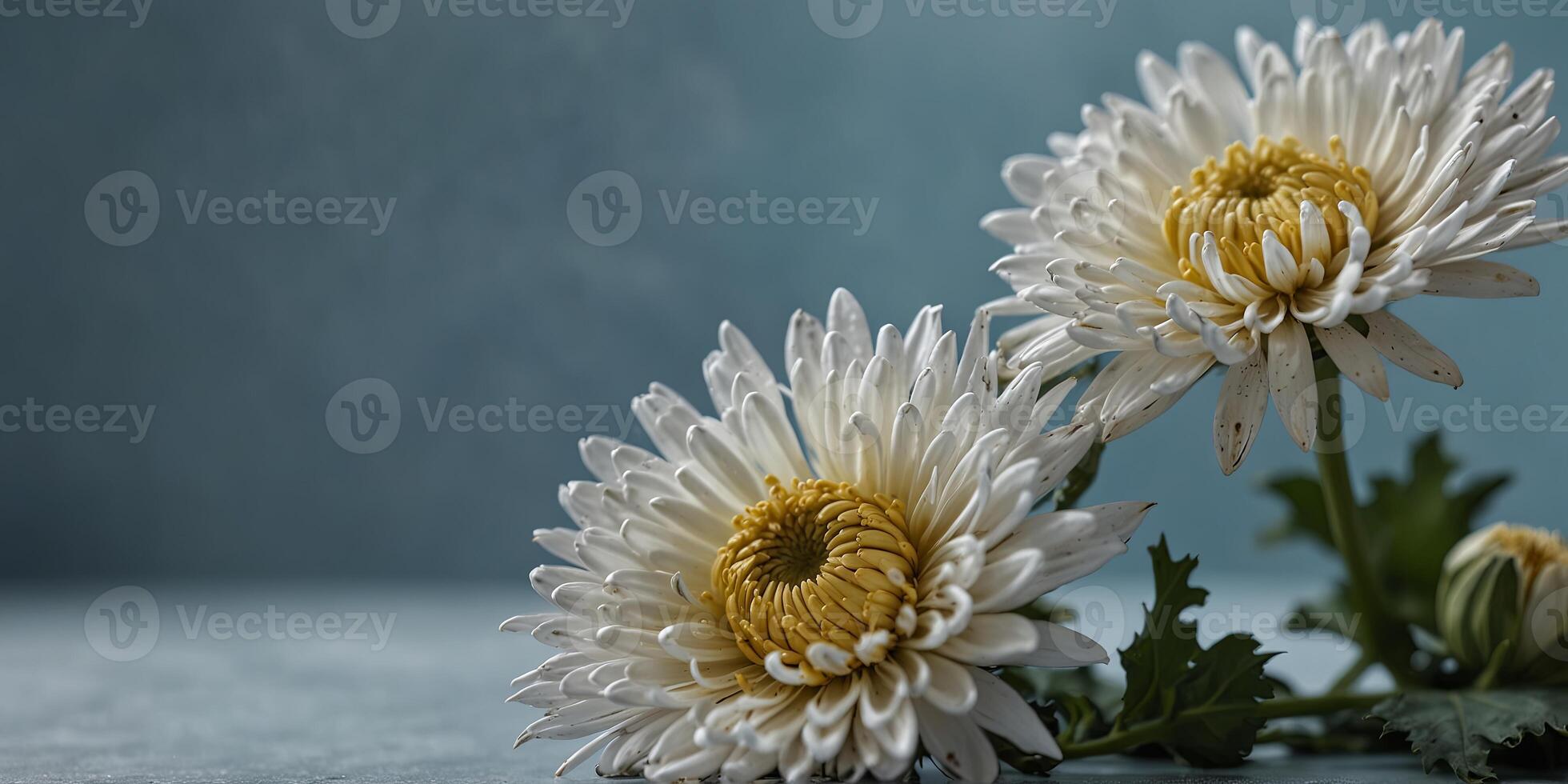 Single white chrysanthemum on light blue background, minimalistic floral concept. photo
