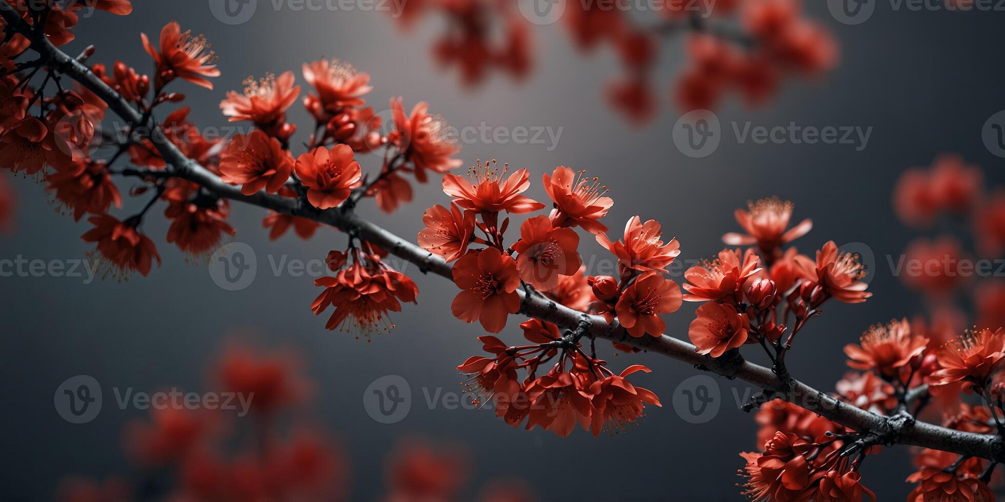 Red Blossoming Branches on Gradient Background. photo
