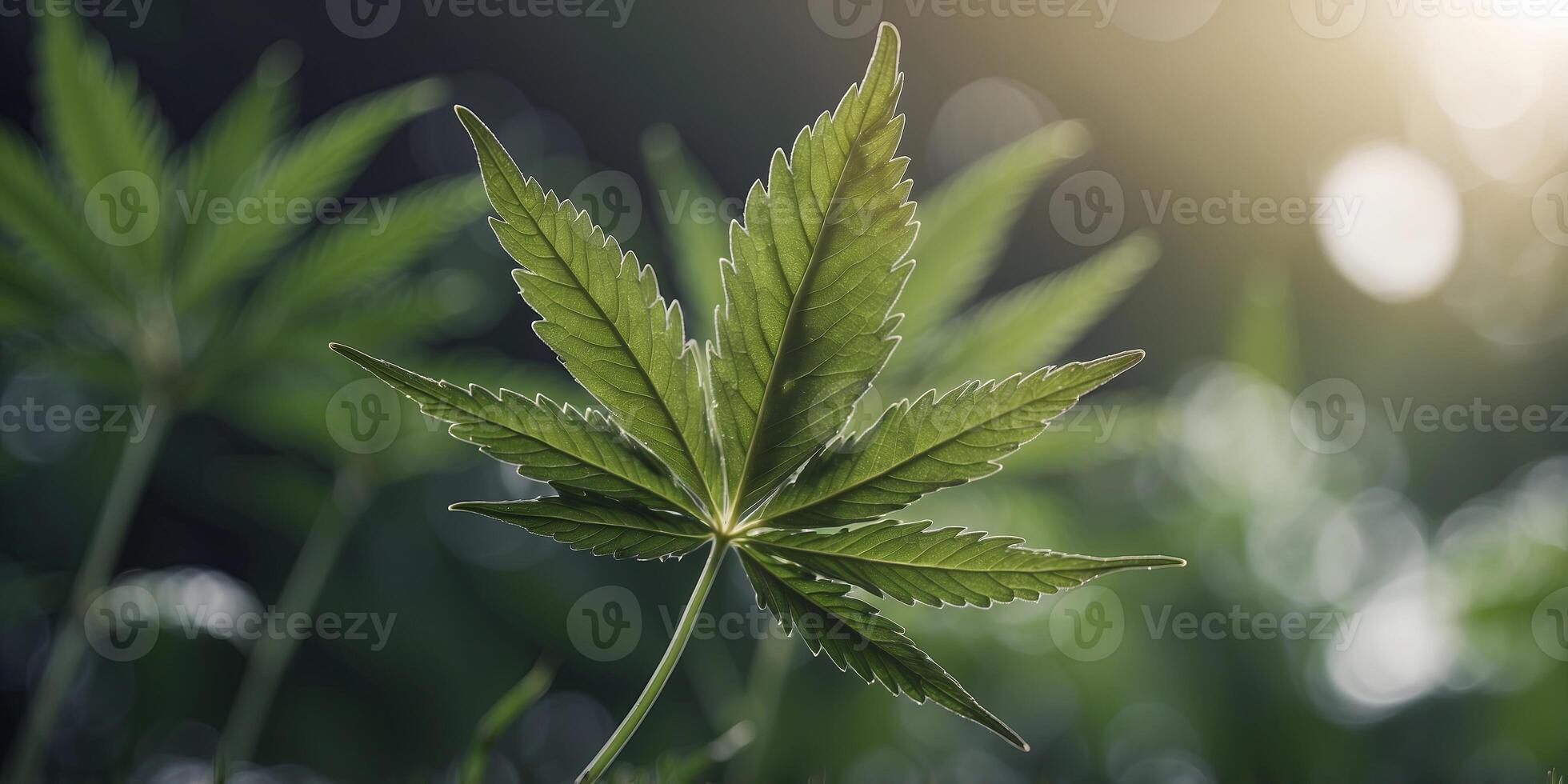 Close-up of a cannabis leaf with a digital network overlay, nature and technology concept. photo