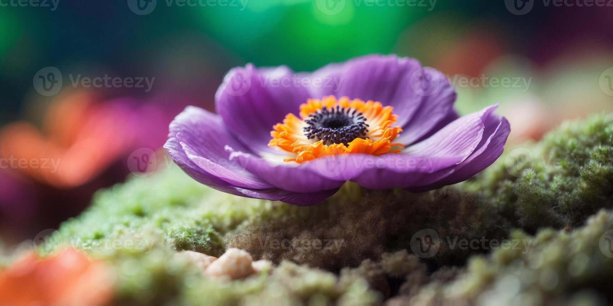 A orange-white anemone rests atop a green-purple anemone over coral. photo