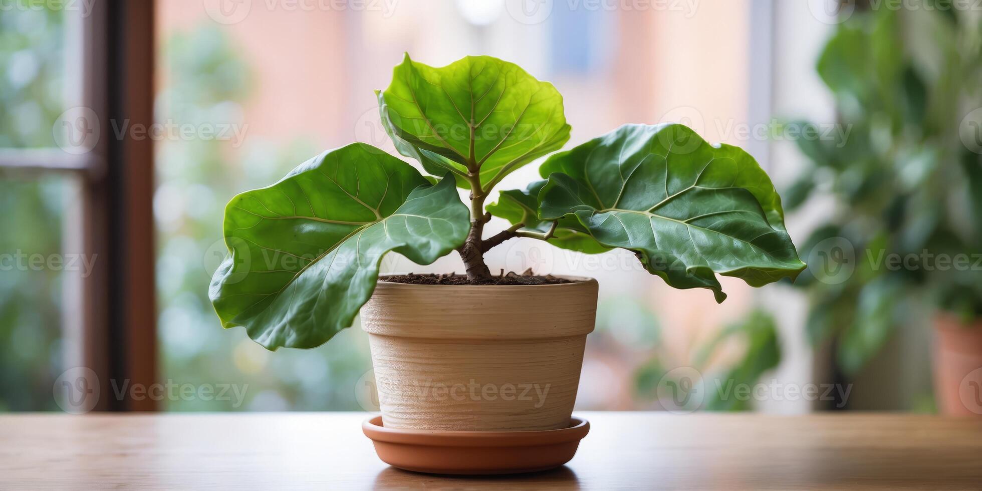 A Fiddle Leaf Fig or Ficus lyrata indoor potted. photo