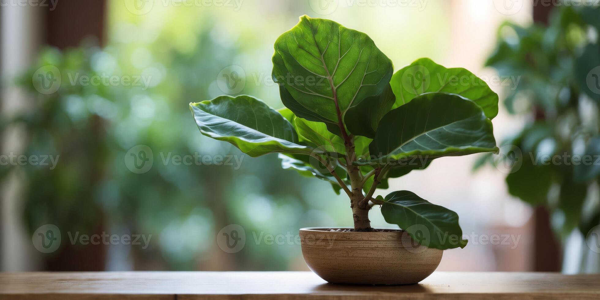 A Fiddle Leaf Fig or Ficus lyrata indoor potted. photo