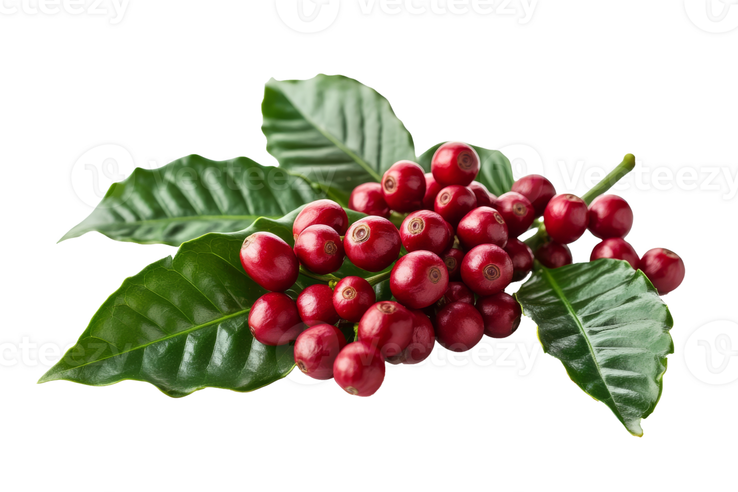 Branch of coffee plant with ripe red coffee cherries png