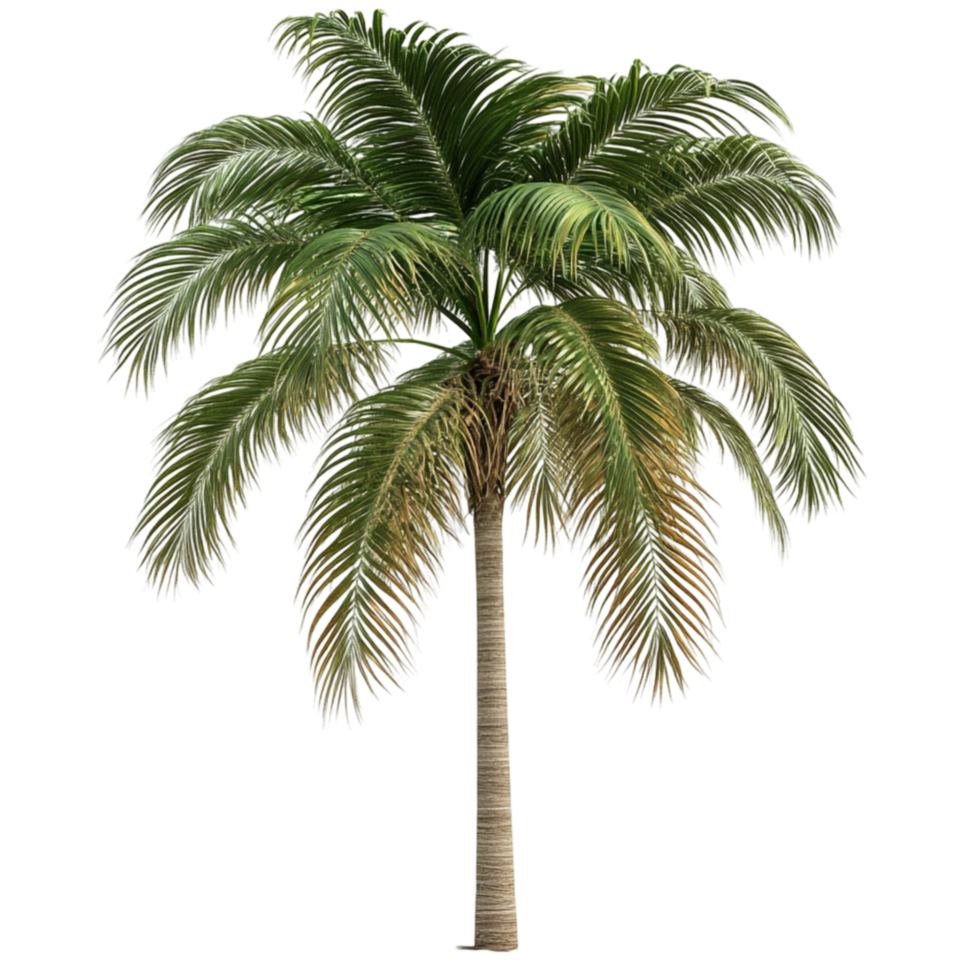 Tall Palm Tree with Trunk and Few Branches png