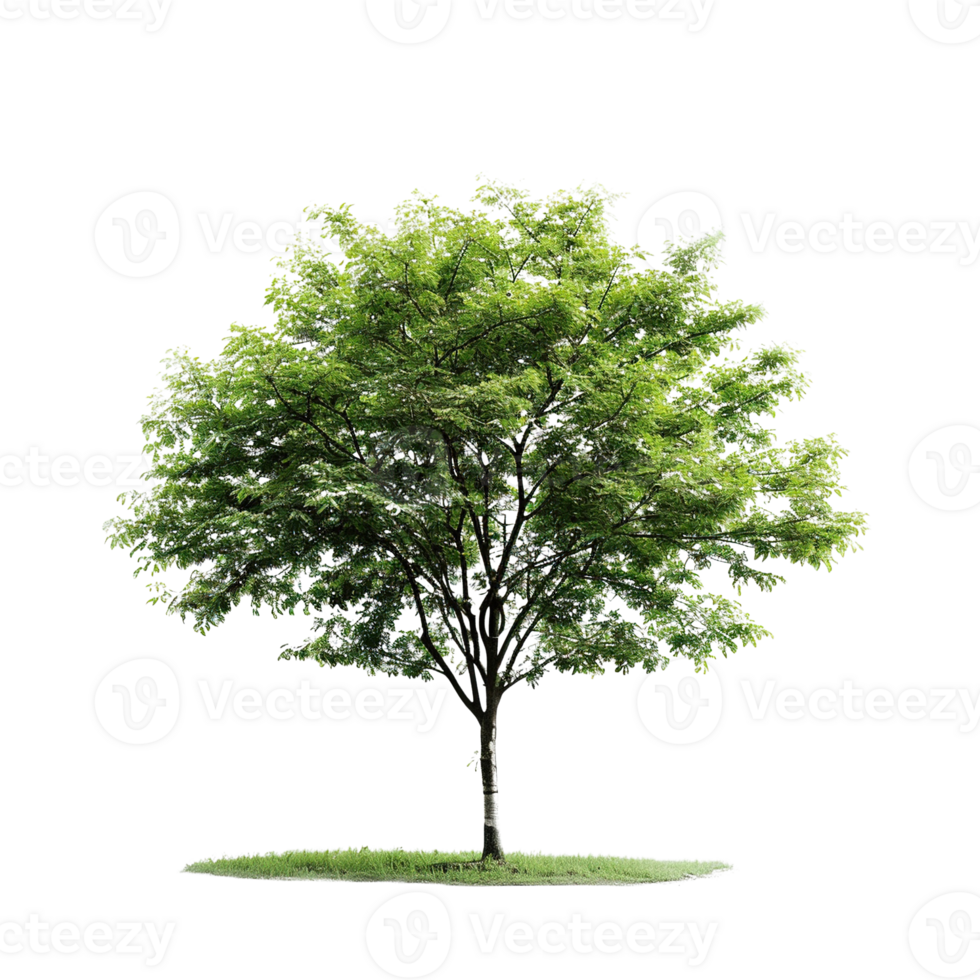 lush green tree isolated on transparent background png