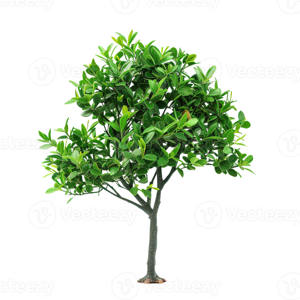 small green tree isolated on transparent background png