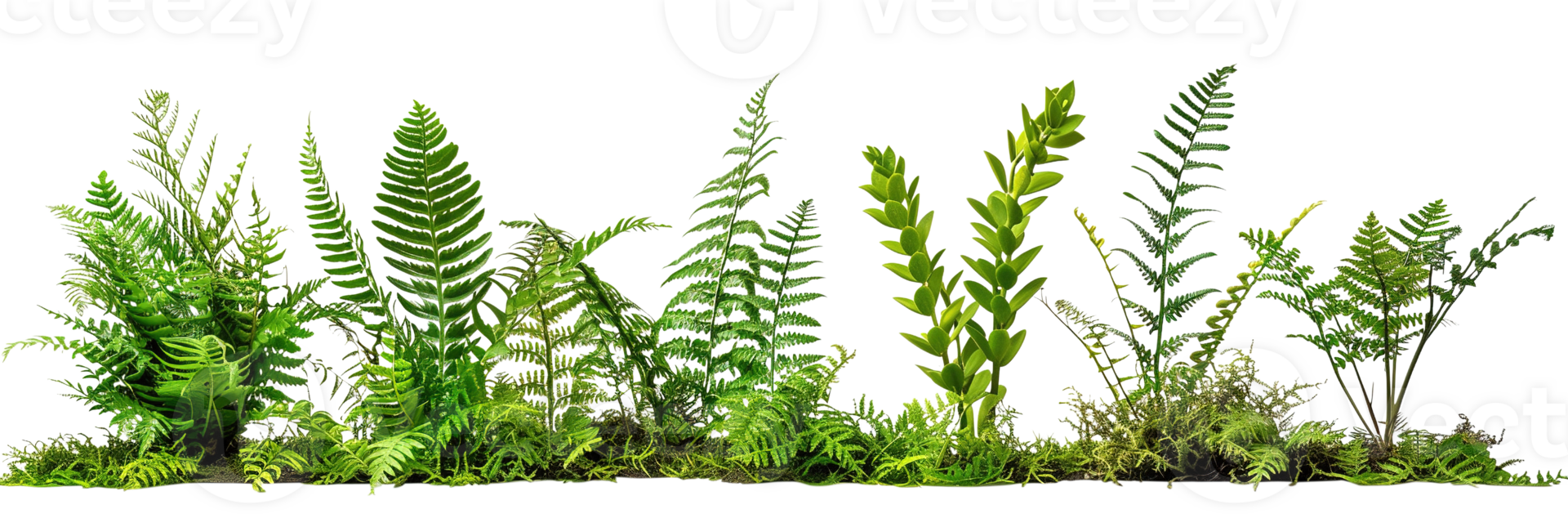 collection of ferns and moss isolated on transparent background png
