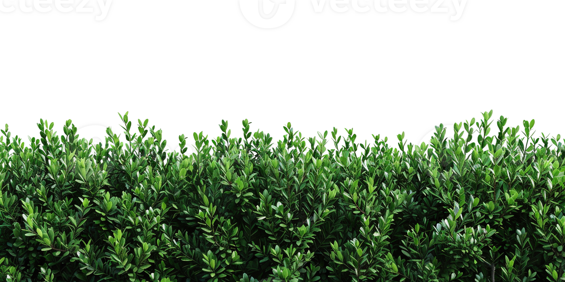 elongated green bushes isolated on transparent background png