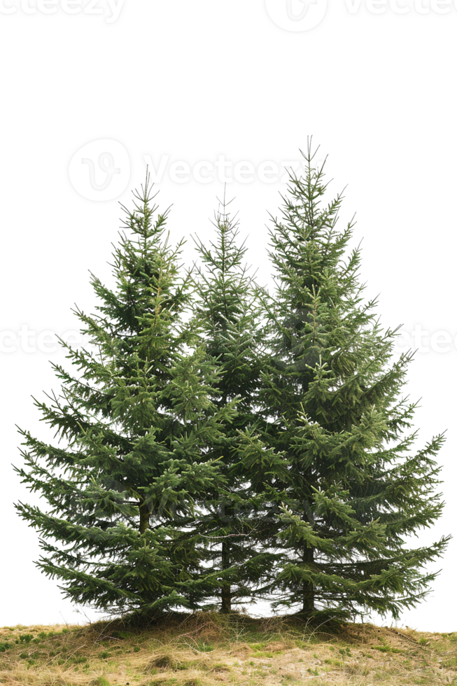 green pine trees isolated on transparent background png