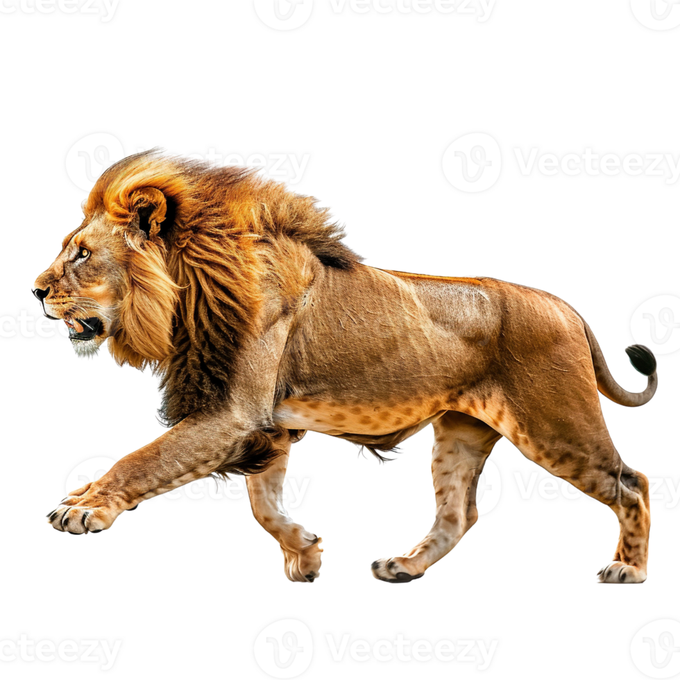 male lion walking isolated on transparent background png