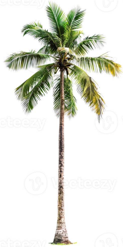 coconut tree isolated on transparent background png