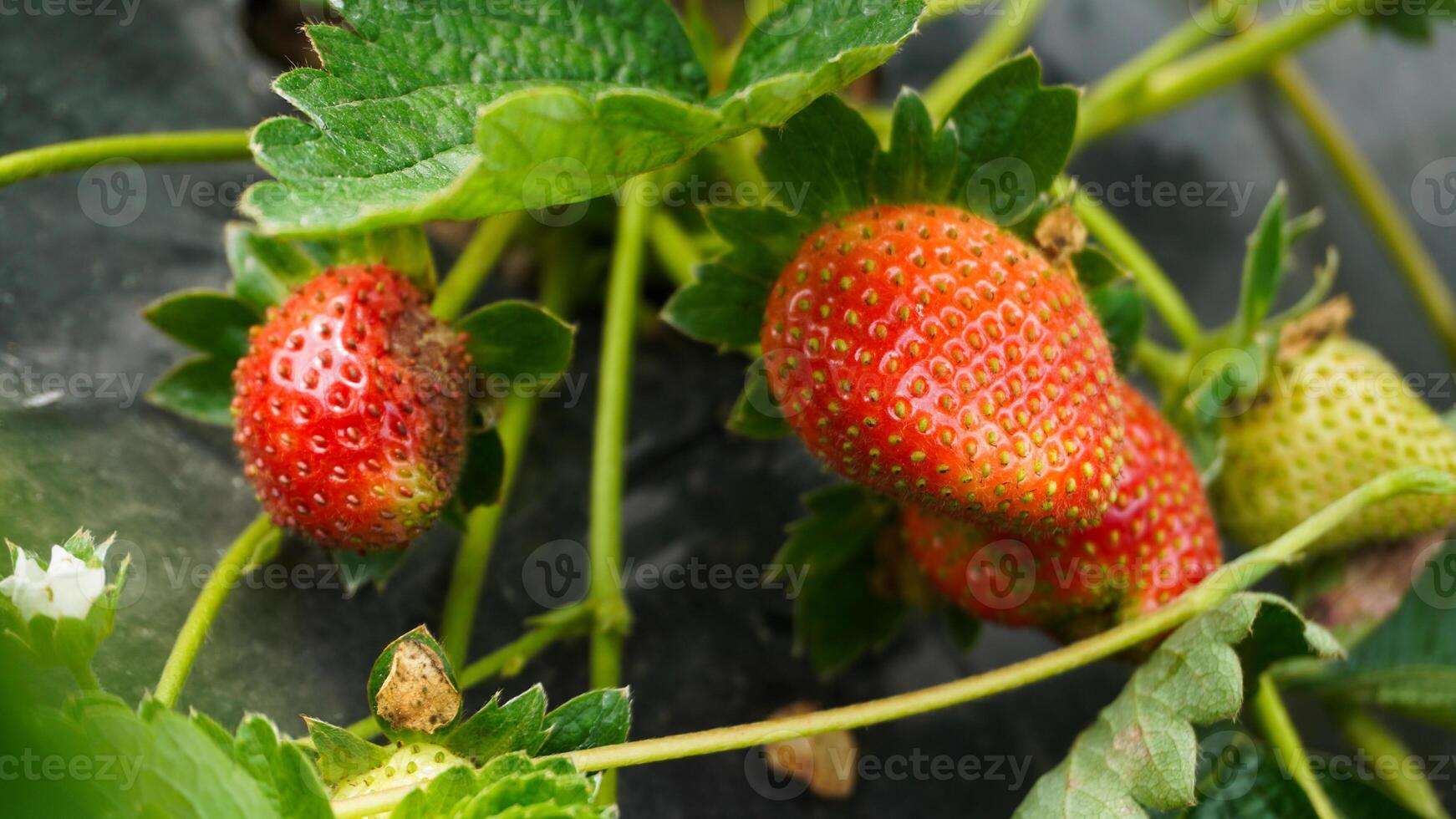 Close-Up of Juicy Strawberries on the Vine photo