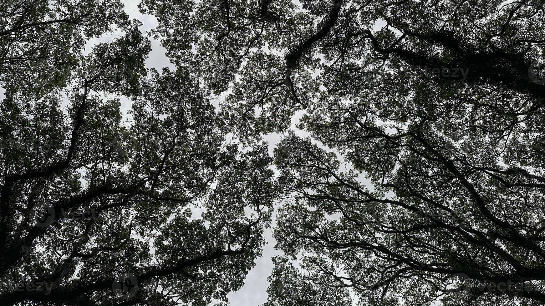 Detailed Tree Branches Viewed from Below in Djawatan Garden photo