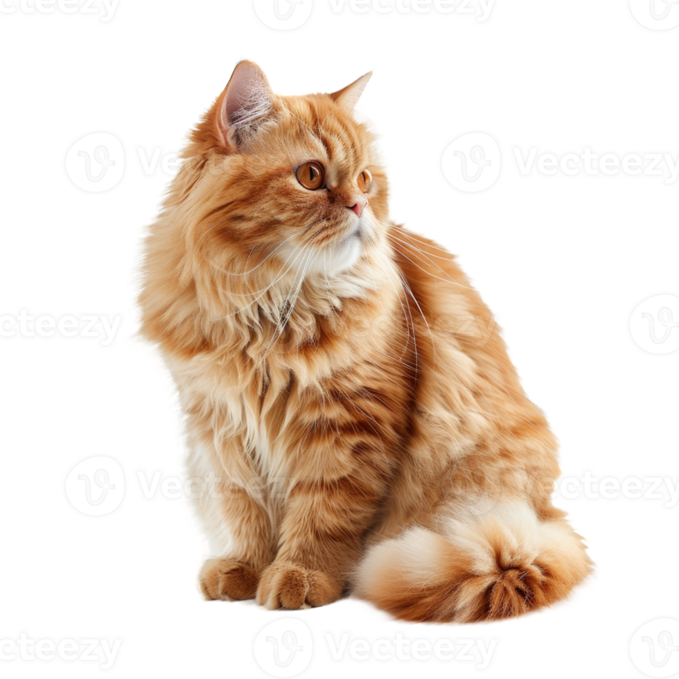 Yellow persian cat furry sitting isolated on transparent background cutout png