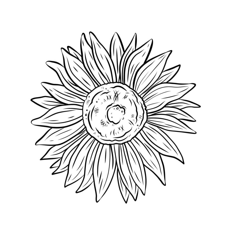 illustration of sunflower flower in doodle style. Line art graphic illustration. Realistic botanical drawing of sunflower. vector