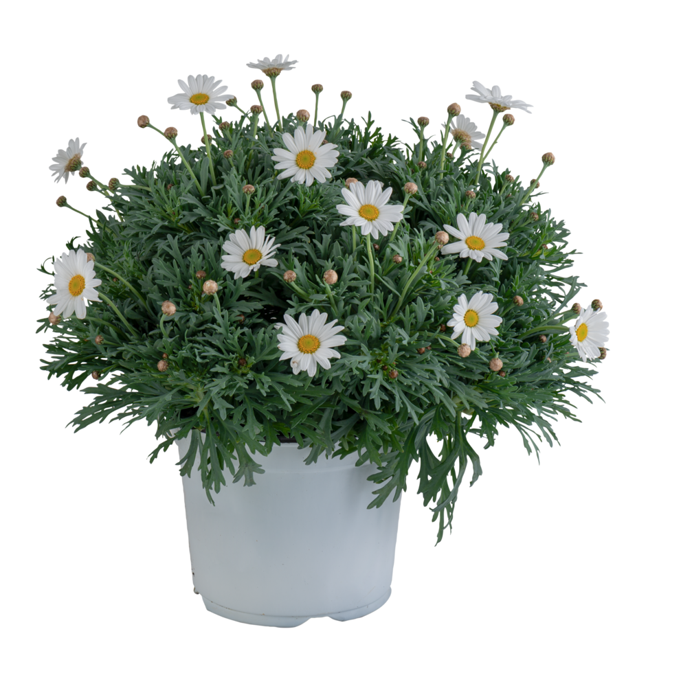 marguerite daisy flowers in pots cut out isolated transparent background png