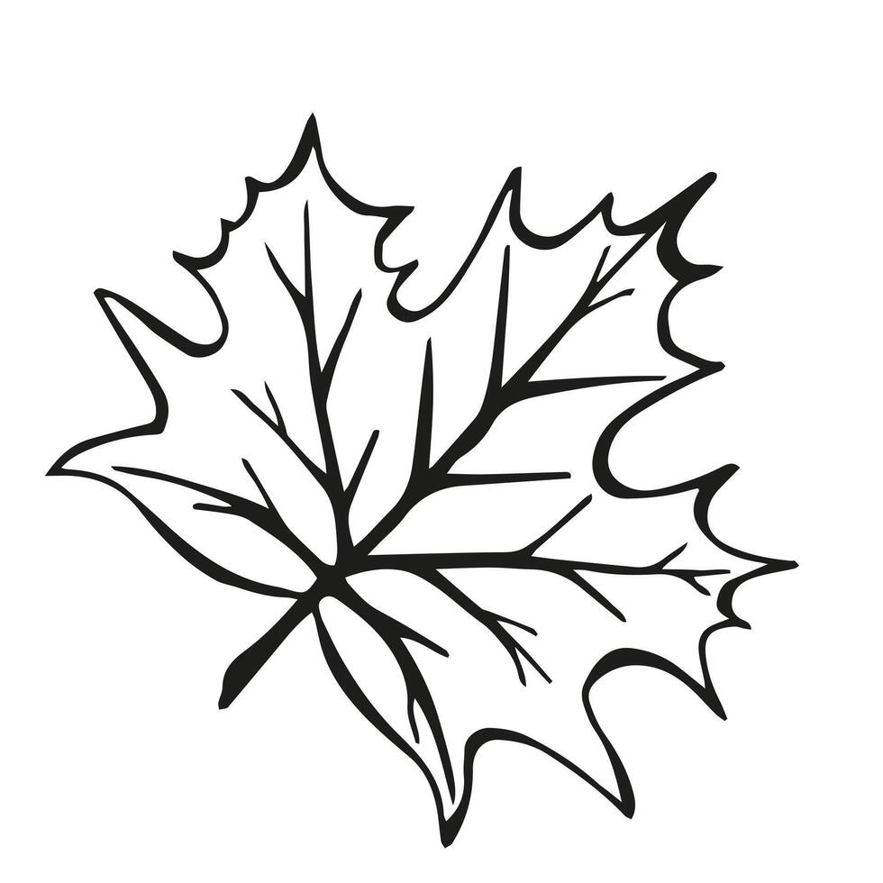 Hand drawn black Sketch Maple leaves on white background. Doodle Botanical Vintage illustration in line art style. Autumn Elements for Thanksgiving, invitation cards, social media, card, poster, web. vector