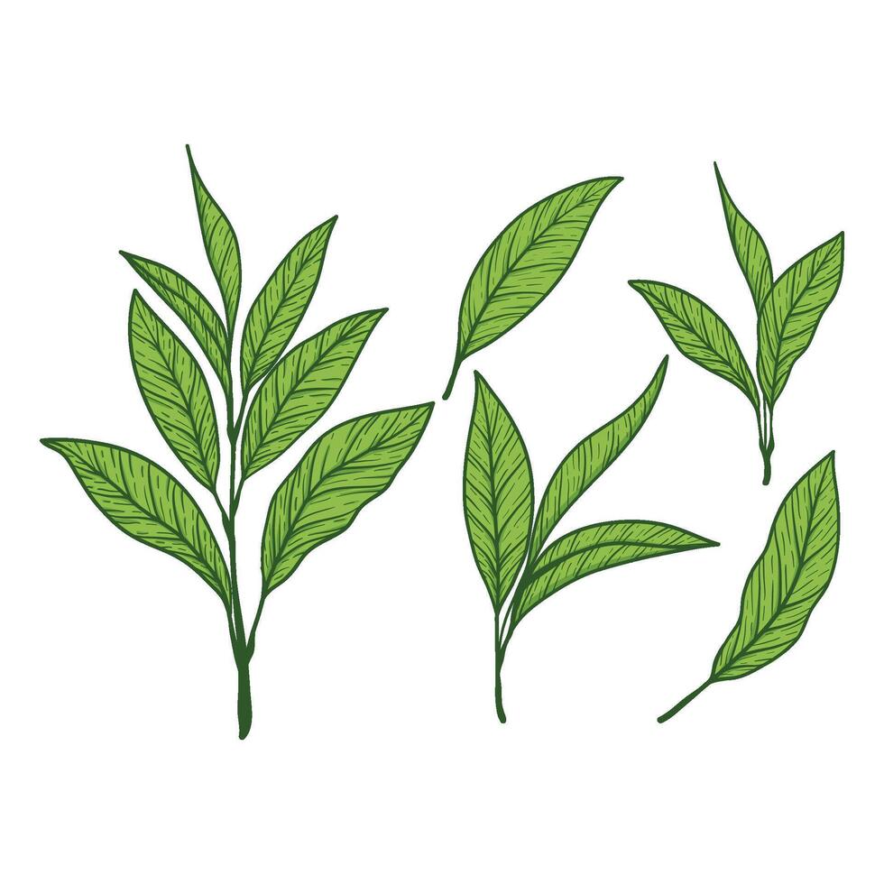 Organic nature icon vector