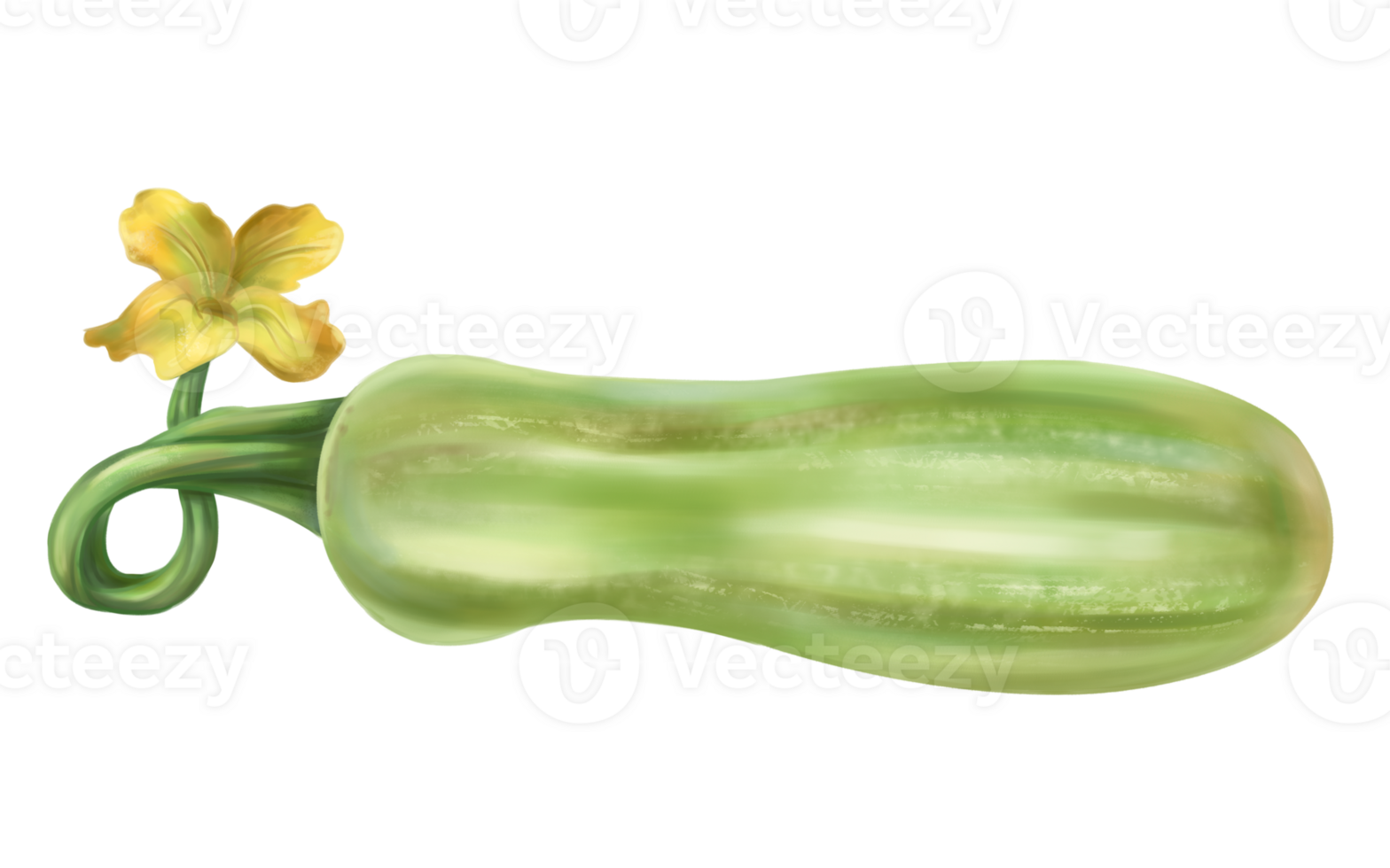 Green squash, autumn harvest. Fresh farm vegetables, healthy food, vegetarianism. Garden plants and agriculture. Isolated digital handmade illustration. An element of the design of printing png