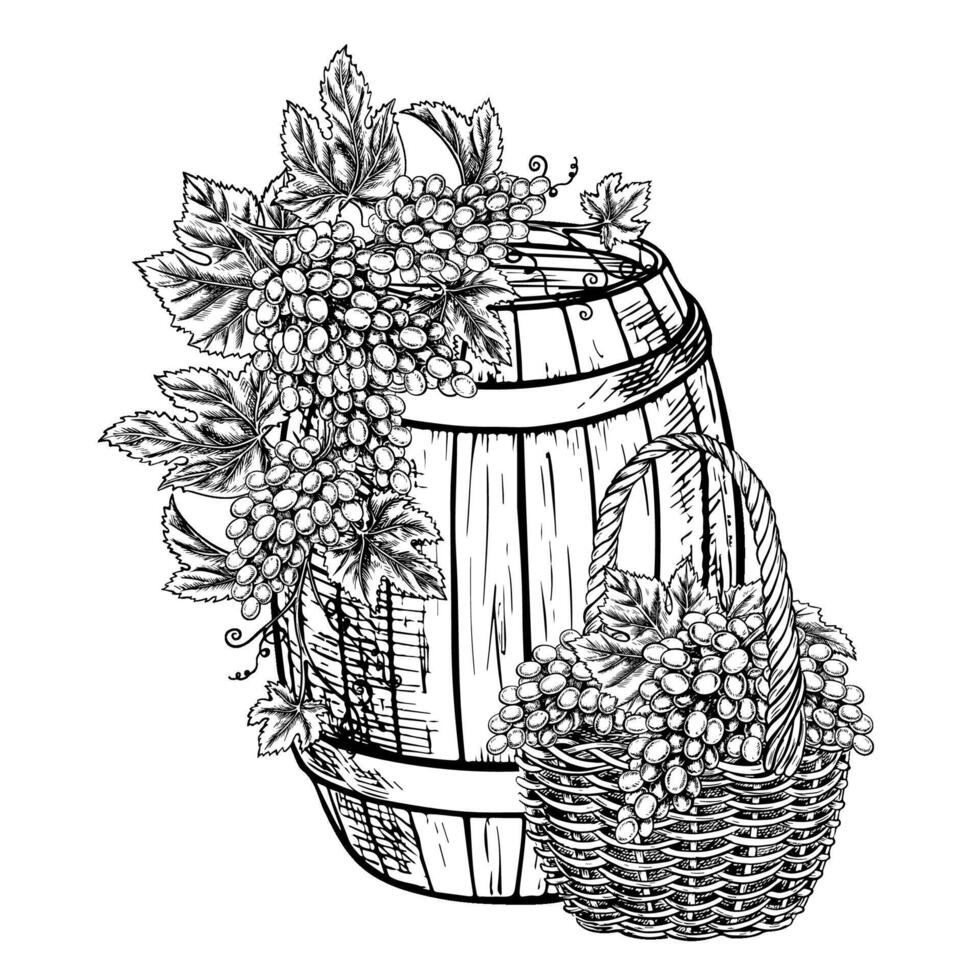 Wine. Vines and bunches of grapes in a basket, a barrel of wine. graphics, black and white hand-drawn illustration on a white background. For packaging, labels, posters, banners and flyers. vector