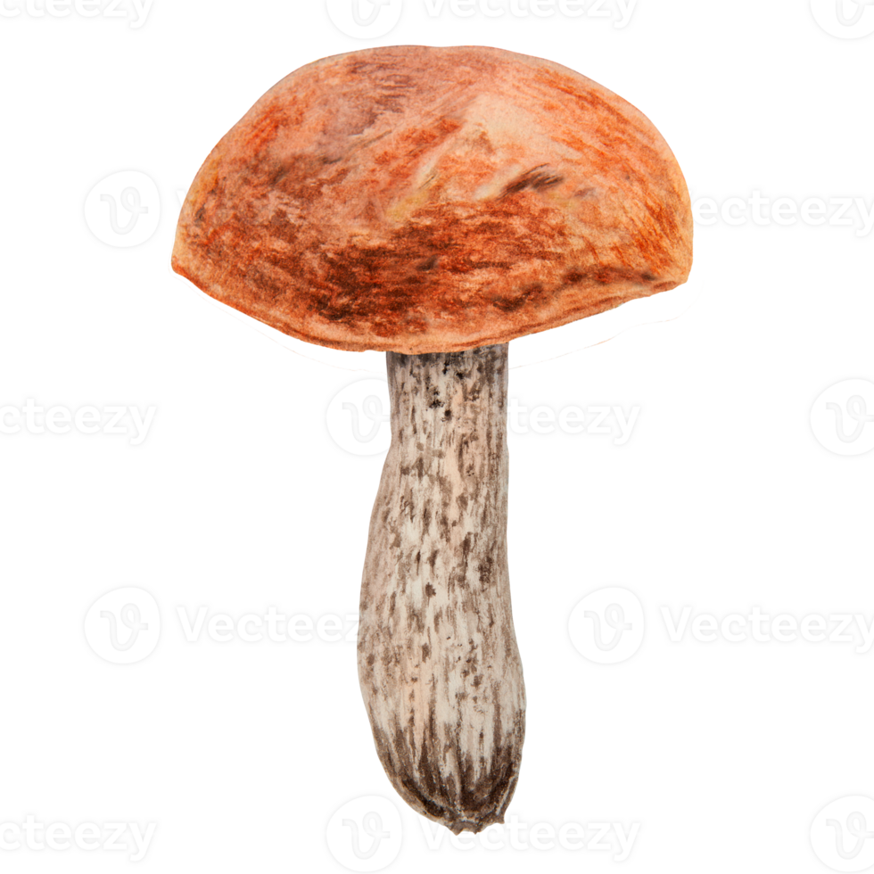 Wild edible mushroom with red cap. Watercolor hand drawn botanical realistic illustration. Forest boletus clip art. Isolated painting for fabric, postcards, invitations, menus, prints, packing paper png