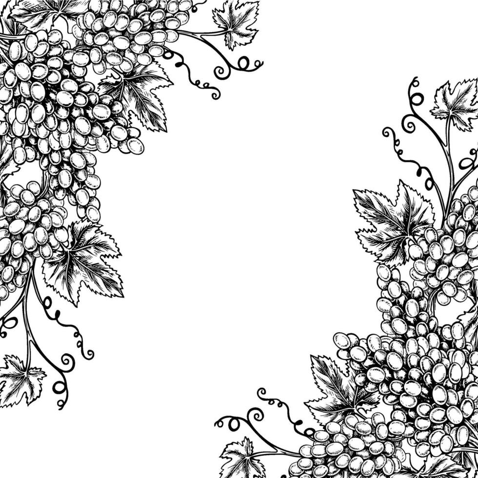 A frame with vines and bunches of grapes. graphics, black and white hand-drawn illustration. Isolate on a white background. A design element for packages and labels. For banners and posters. vector