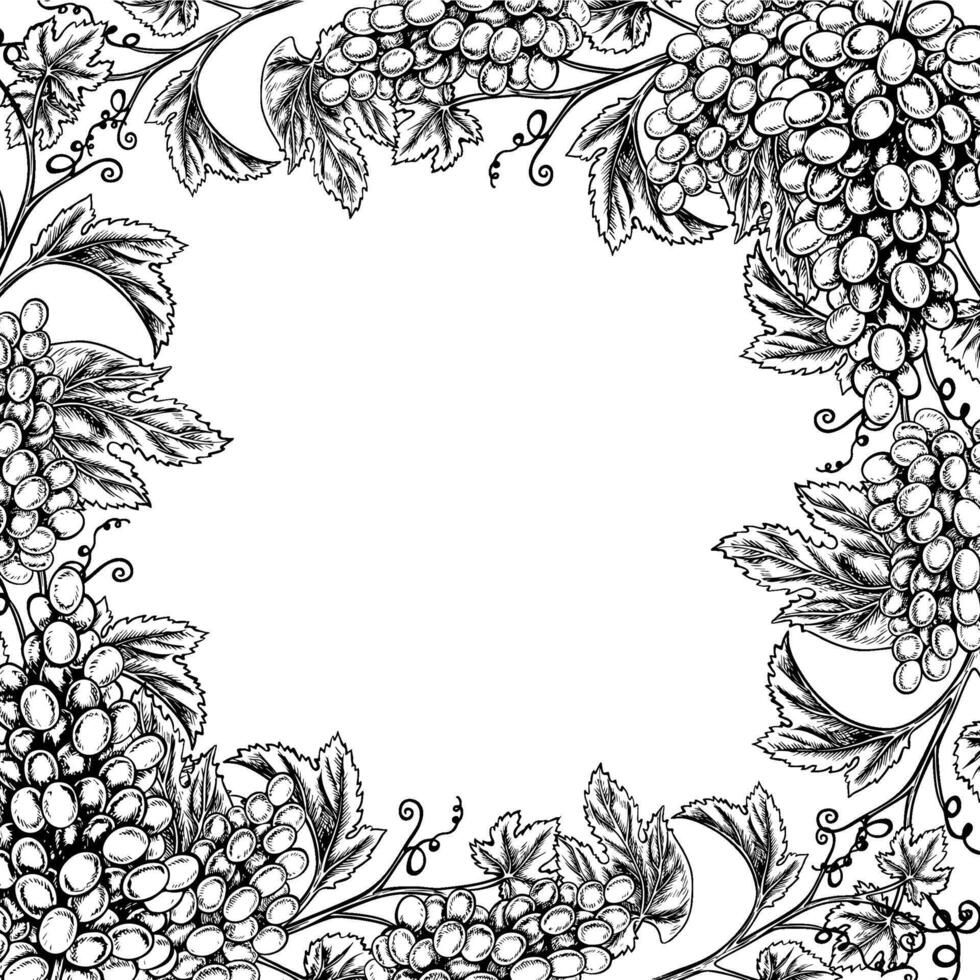 A frame with vines and bunches of grapes. graphics, black and white hand-drawn illustration. Isolate on a white background. A design element for packages and labels. For banners and posters. vector