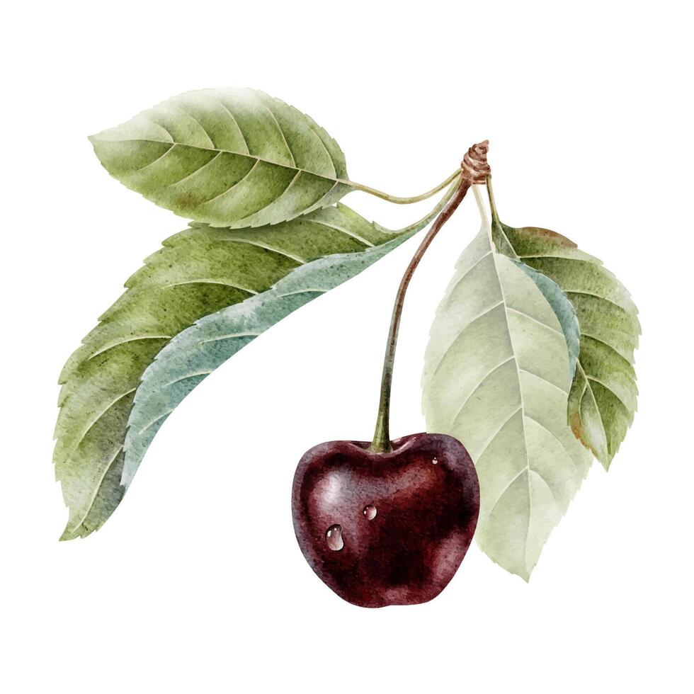 Sweet Cherry fruit with drops and leaves. Red sour ripe juicy cherry berry. Isolated hand drawn watercolor illustration. Botanical Clip art for menu, package, cosmetic, textile, cards vector