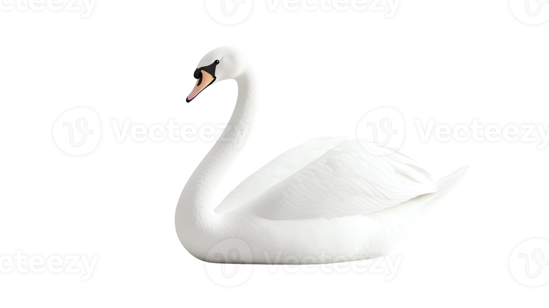 beautiful swans one standing, one spreading wings in the center, and one sitting gracefully on the right png