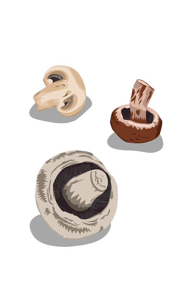 Three raw shiitake mushrooms on white vector