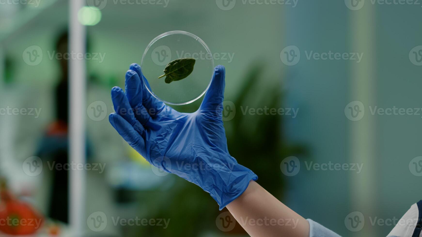 Closeup of biologist scientist holding in hands petri dish with green leaf analyzing genetic mutation on plant. Botanist researcher working in ecology laboratory researching biological expertise photo