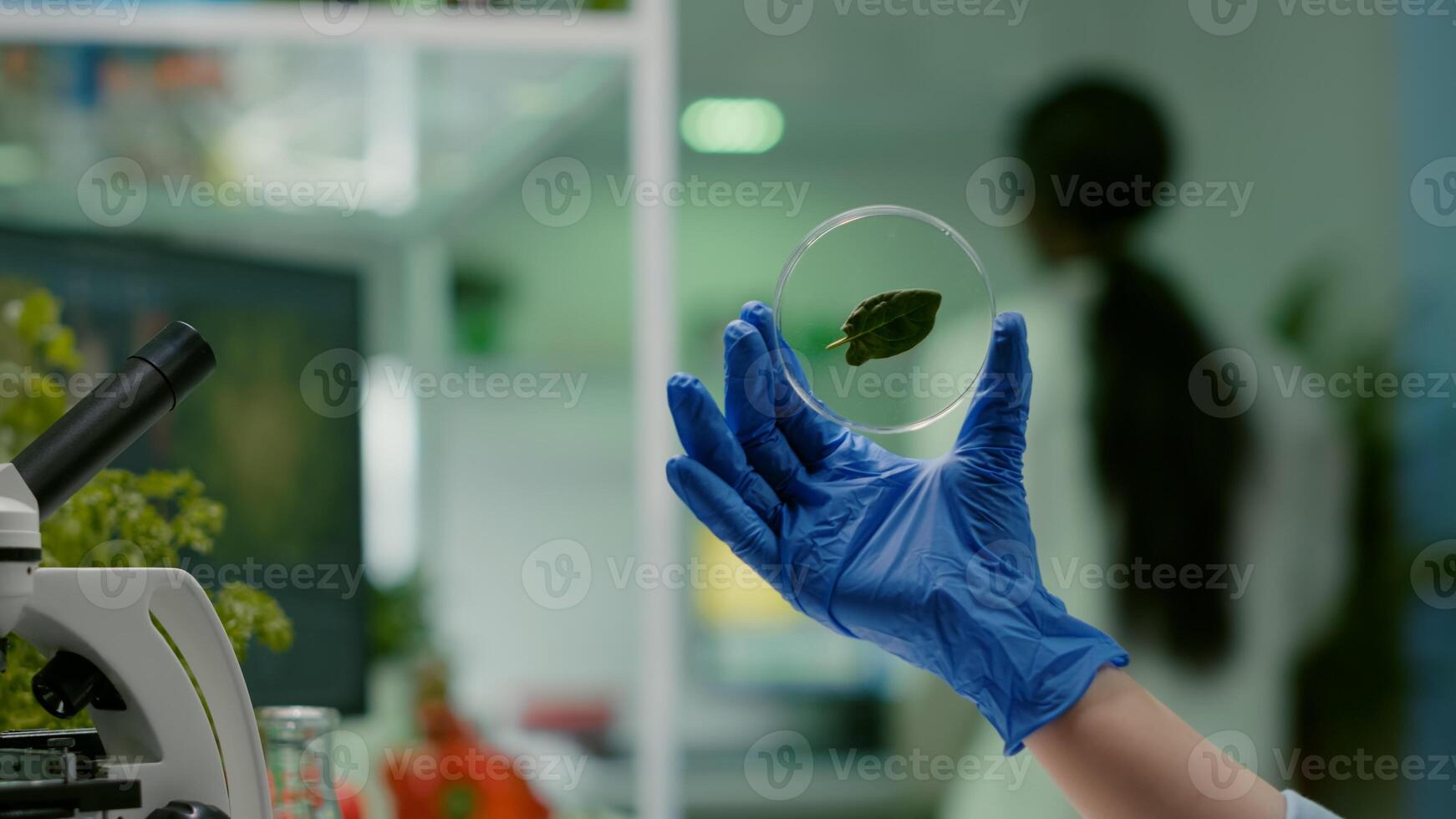 Closeup of botanist researcher holding in hands sample with green leaf researching gmo plant. Botanist researcher working in ecology laboratory analyzing biological expertise photo