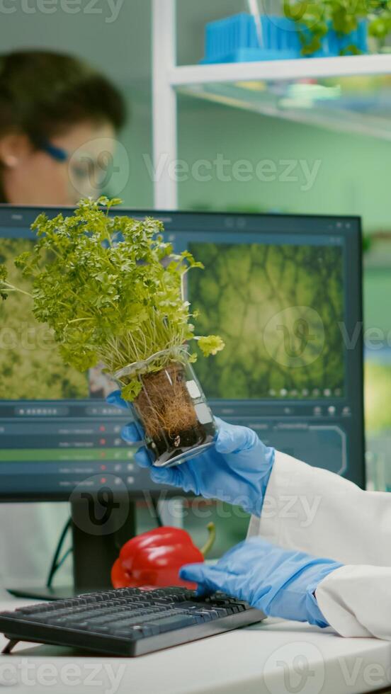 African woman researcher analyzing gmo of tomato and sapling working in biological laboratory. Biochemist scientist examining organic plants typing expertise information on computer photo