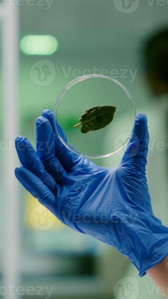Closeup of botanist researcher holding in hands sample with green leaf researching gmo plant. Botanist researcher working in ecology laboratory analyzing biological expertise photo