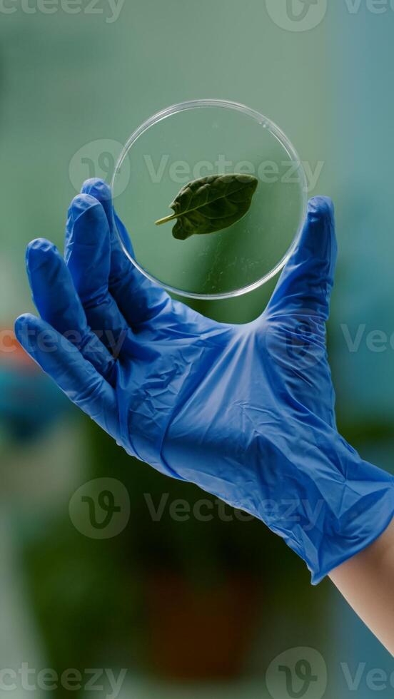 Closeup of biologist woman hands holding medical sample of green leaf discovering genetic mutation. Botanist researcher working in ecology laboratory researching biological expertise photo