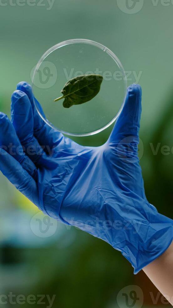 Closeup of biologist scientist holding in hands petri dish with green leaf analyzing genetic mutation on plant. Botanist researcher working in ecology laboratory researching biological expertise photo