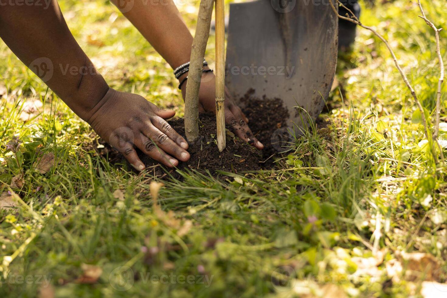 Team of climate change activists planting small trees in a forest environment, uniting to preserve natural habitat. African american volunteers installing plants in the ground, nurture greenery. photo