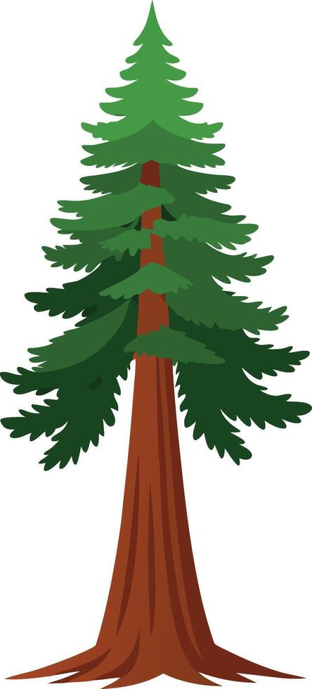 Norway Spruce Pine Tree or Pinus Abies, Victorian Botanical Illustration vector