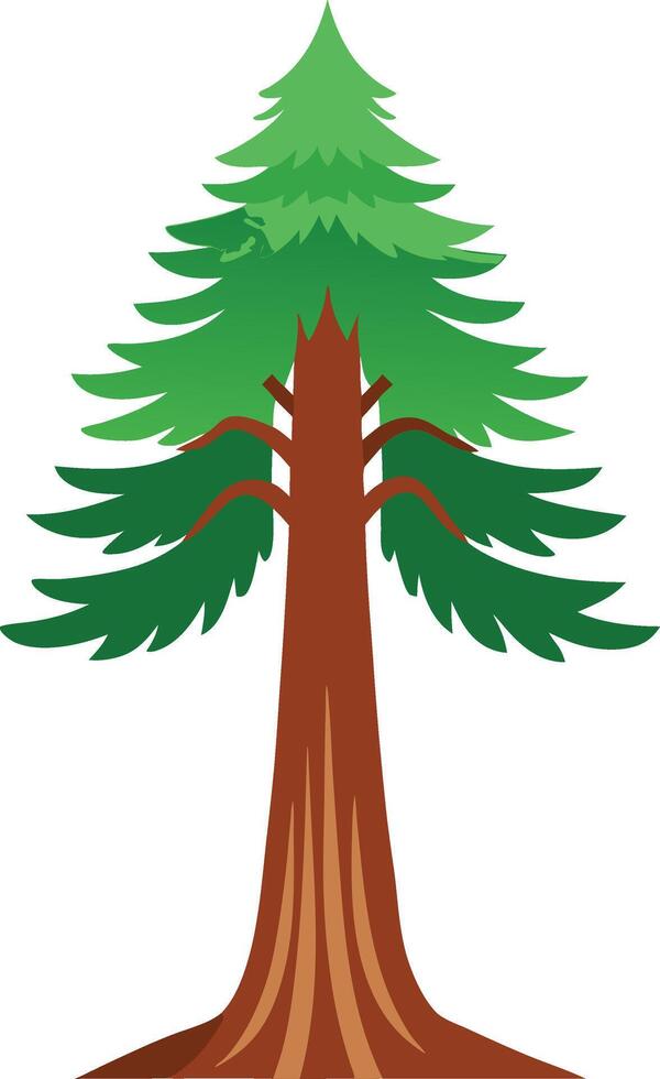 redwood tree, the tallest trees in the world vector