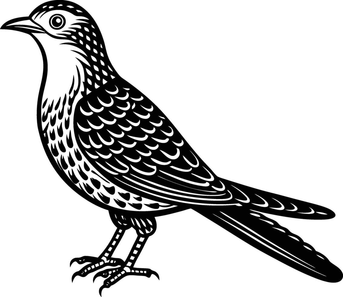 a Cuckoo Bird vector
