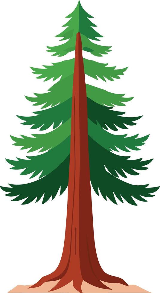 Tree - pseudotsuga taxifolia vector