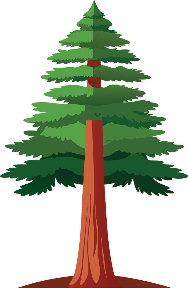 Drawing of a Redwood tree vector
