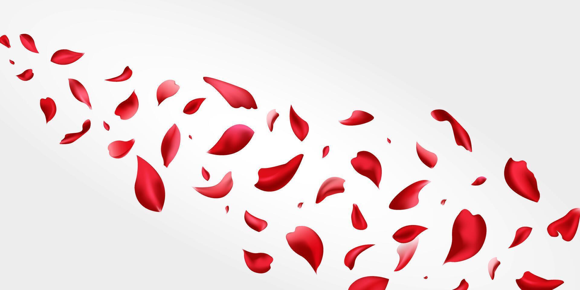 Red rose flying petals, Realistic rose flower petals flow or falling motion. Pink petals of rose flower isolated on white background, Love, romance. Ad. vector