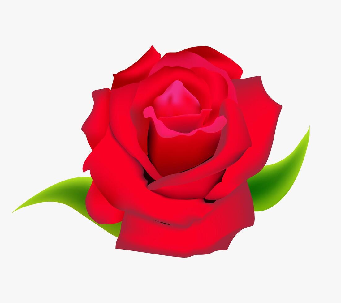 Realistic red rose, flower illustration on white background, 3d flower red flower design vector