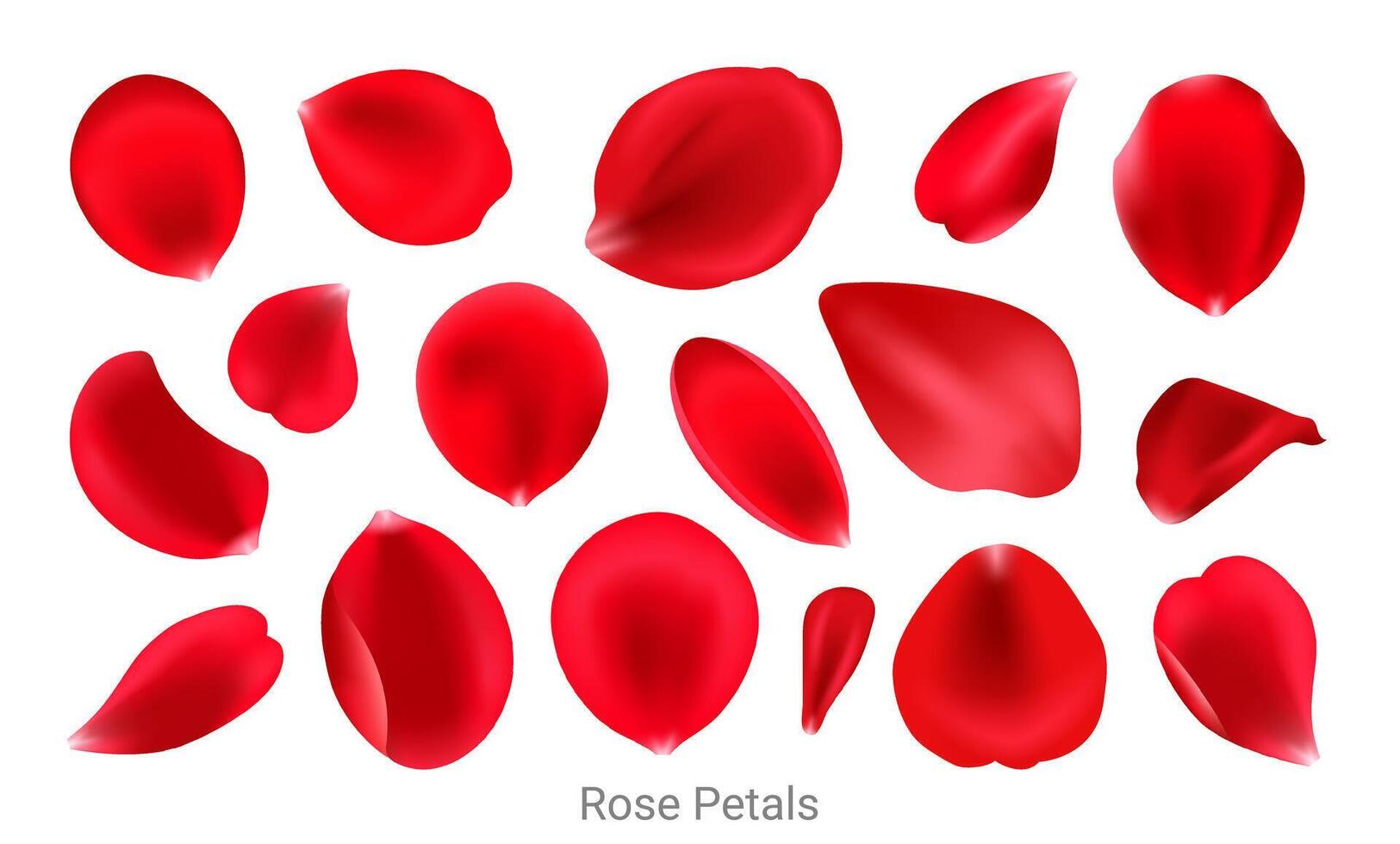 Red rose flower petals. Realistic elements set of rose petals vector