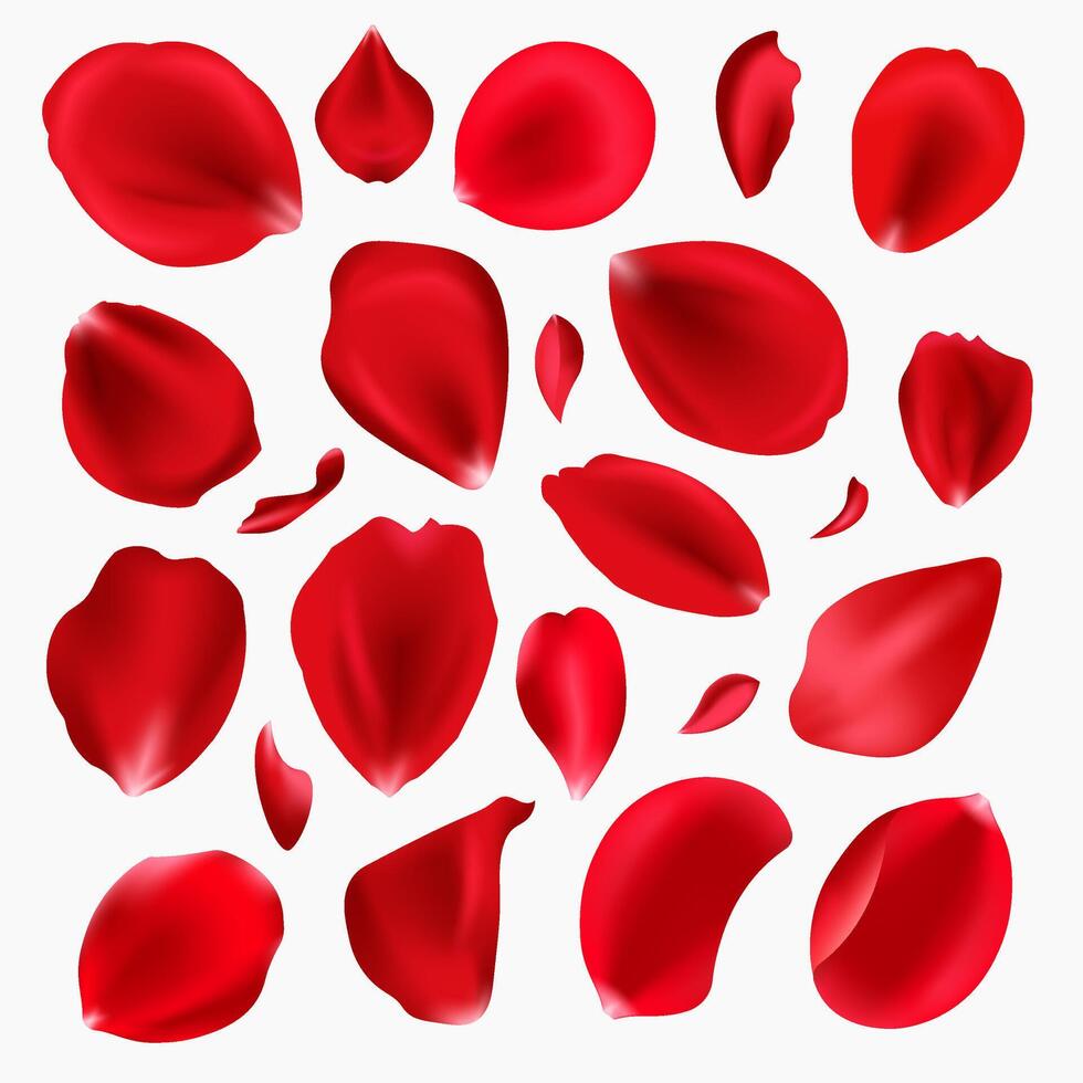 Red rose petals set. Red petals of rose flower isolated on white background. vector